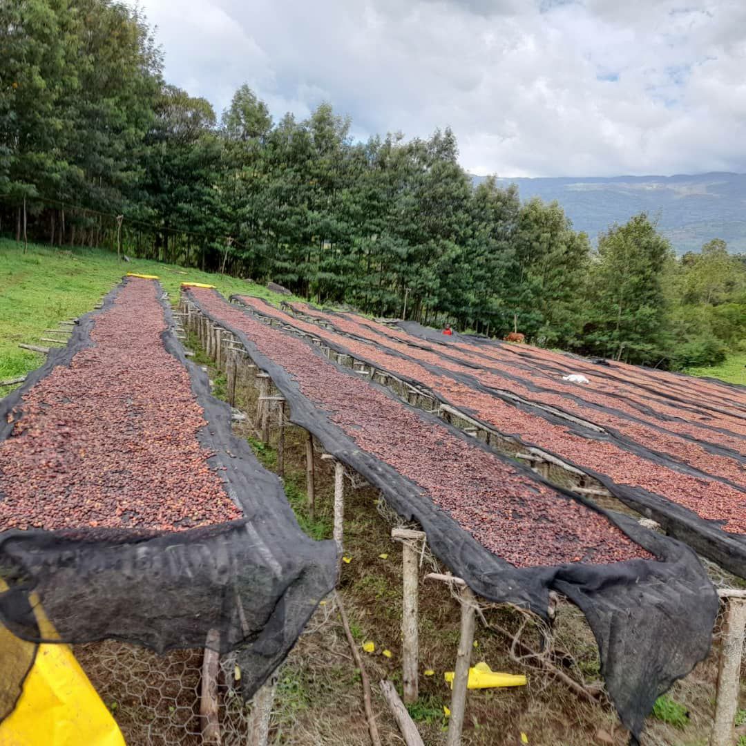 Coffee drying beds