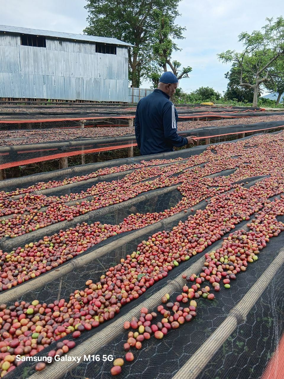 Coffee farm